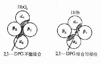 缺氧时脑水肿发生机理