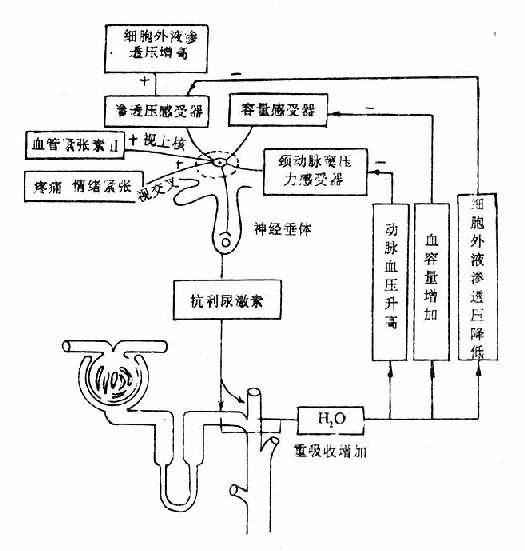 抗利尿激素的调节及其作用示意图