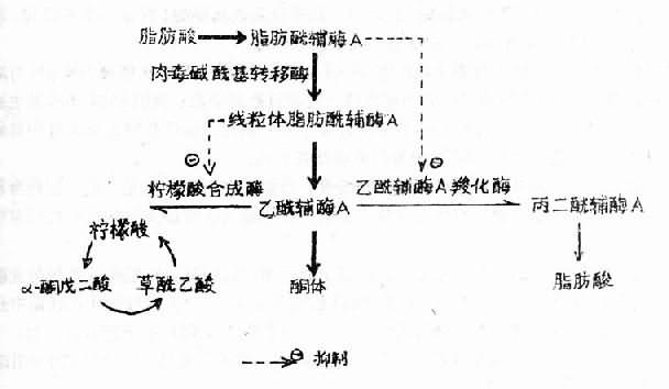 糖尿病时酮体生成增多的机制