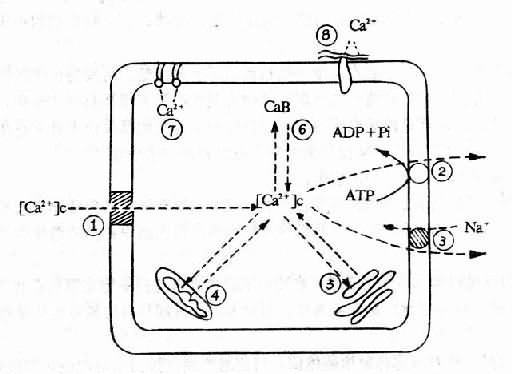 哺乳类细胞钙代谢模式图