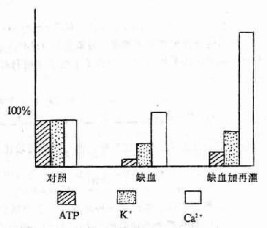 心肌缺血/再灌注时ATP、Ca2+、K+的变化