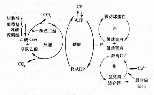 心肌能量代谢