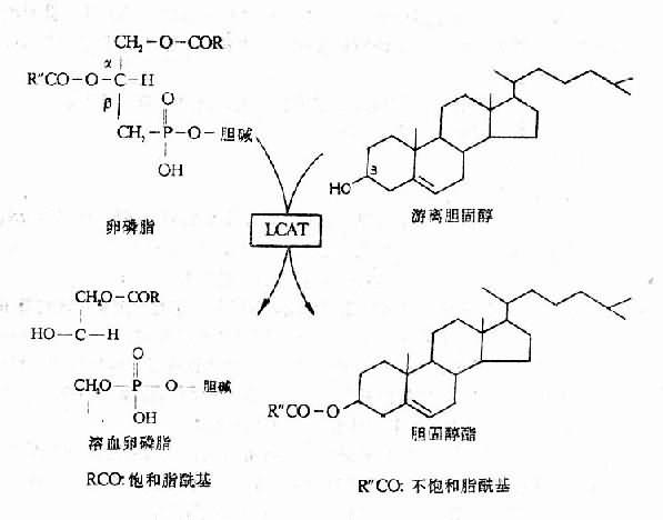 胆固醇的酯化