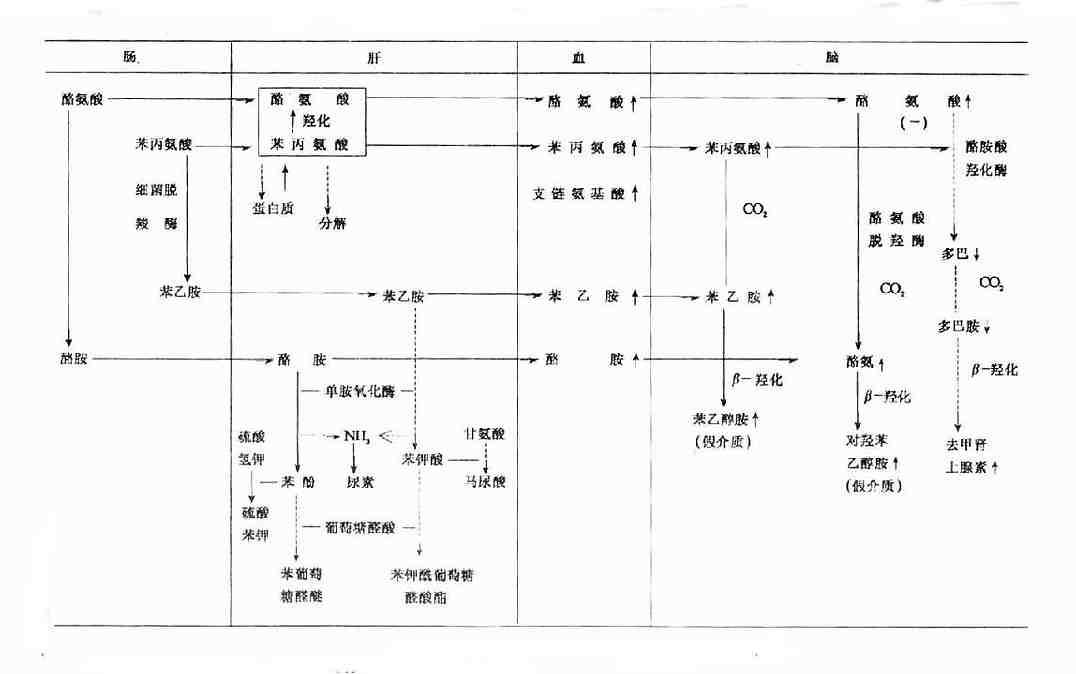 假递质生成过程