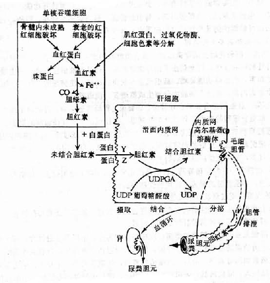 正常胆色素代谢途径