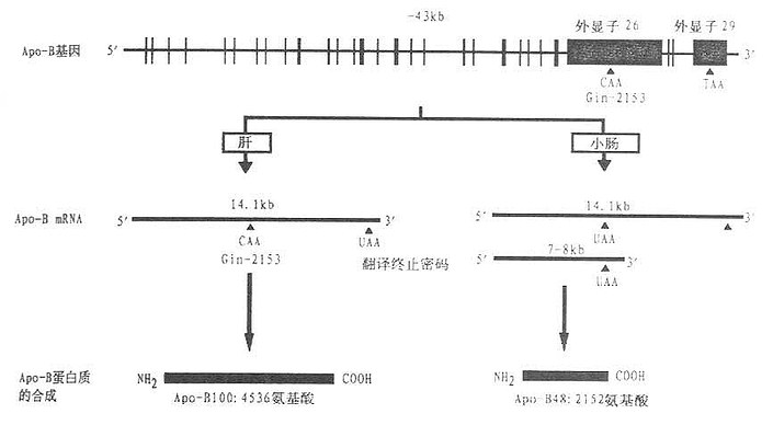 载脂蛋白B基因结构以及ApoB100与ApoB48合成示意图