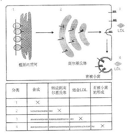 LDL受体的生物合成与四种级别的变异类型