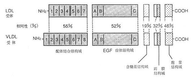 LDL受体与VLDL受体基因结构的异同示意图