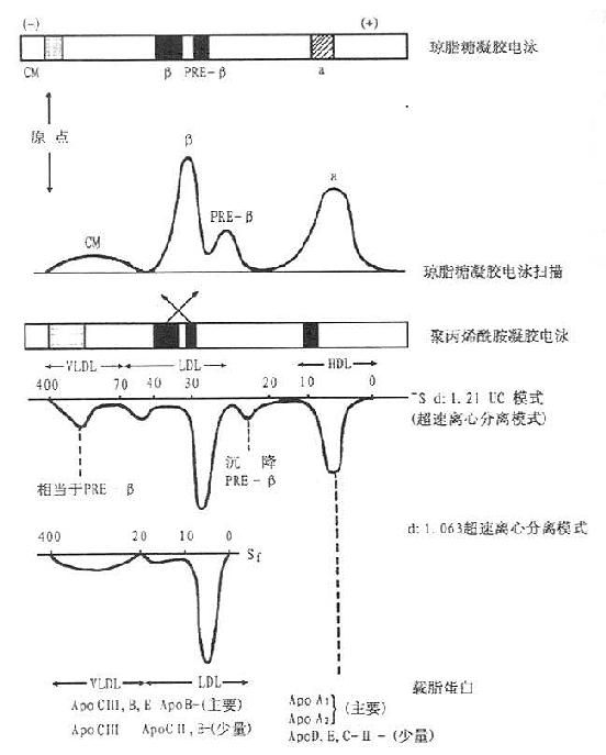 人血清脂蛋白的电泳和超速离心分离相应位置模式及名称比较图