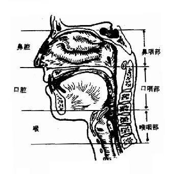 咽腔分段