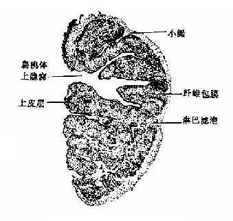 腭扁桃体的额切面