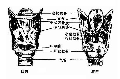 喉软骨及支架