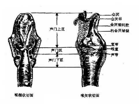 喉腔切面