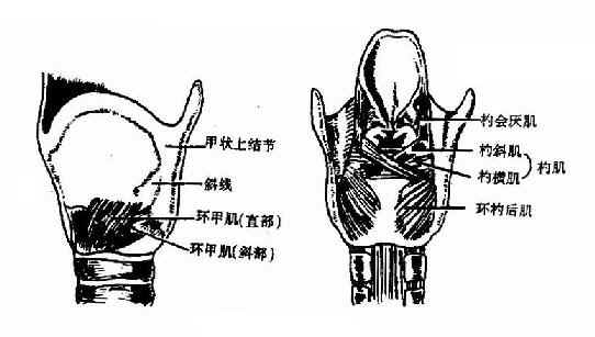 喉内肌