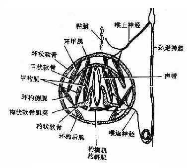 喉内肌的神经分布示意图