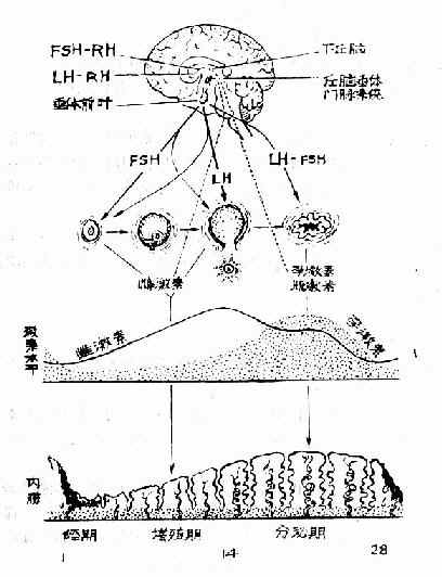 下丘脑-垂体-卵巢轴相互间关系示意图