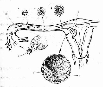 卵子受精与着床(植入)示意图