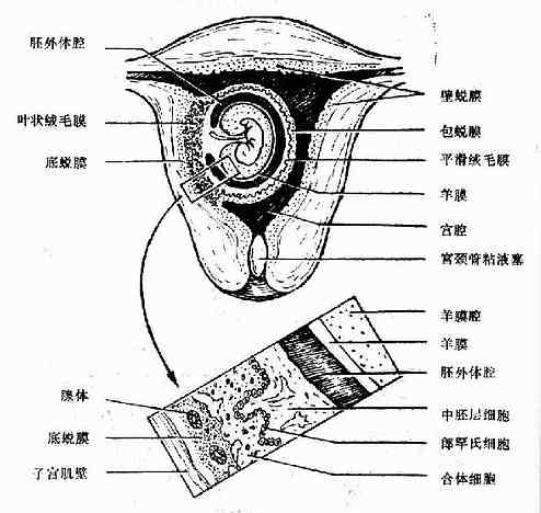 早孕子宫冠状冲面示意图