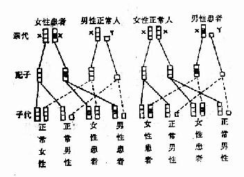 X-连锁显性遗传的传递方式