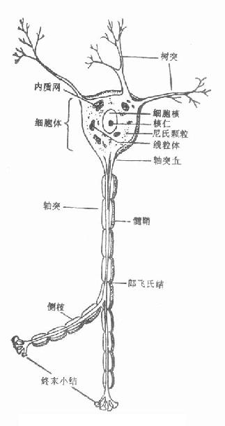 神经元的结构