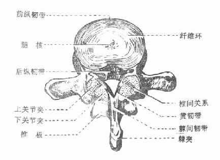 脊椎体间横断面