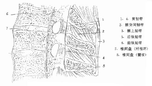 脊柱矢状面，显示脊柱韧带与椎间盘组织