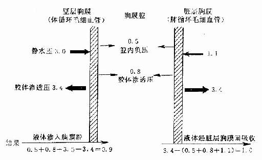 胸液循环与有关压力（kpa）关系示意图 