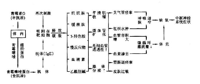 青霉素过敏反应的机理