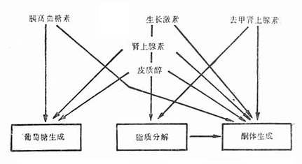 酮症酸中毒时各种激素对葡萄糖、脂质及酮体的影响