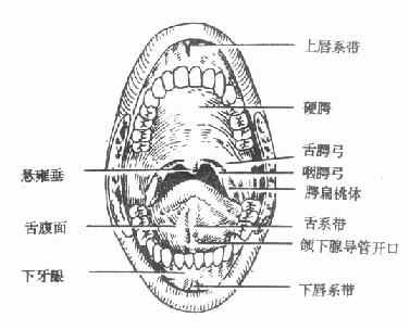 口腔