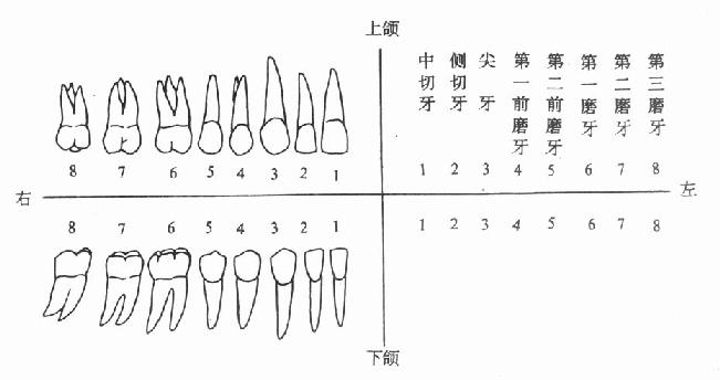 恒牙名称及代号