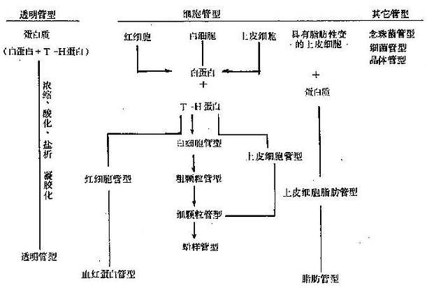 管型的形成设想与分类