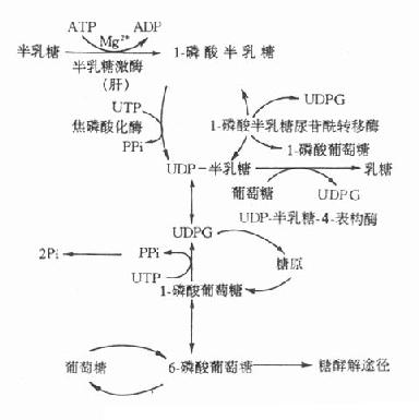 半乳糖代谢途径