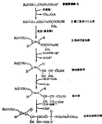 脑酰胺磷酸胆碱的合成途径 