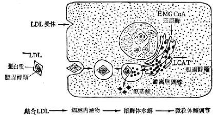 人体成纤维细胞内LDL降解步骤 