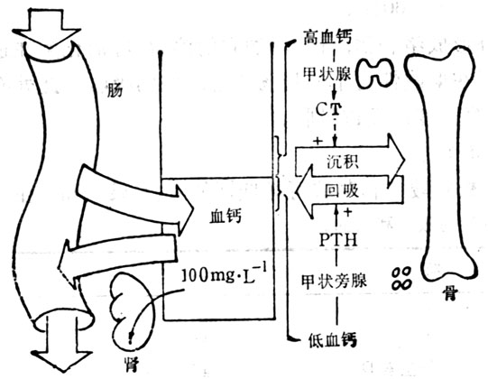 控制血钙水平的因素 