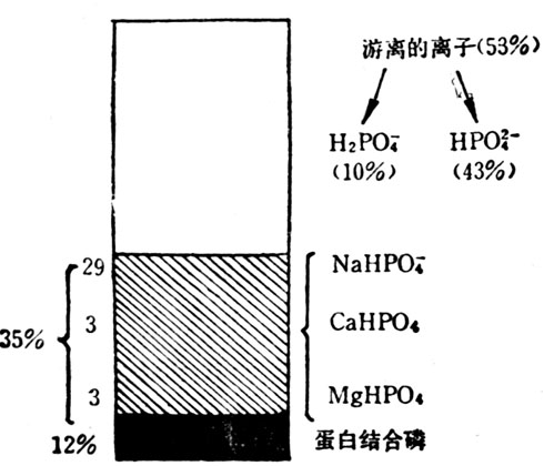 正常人血浆磷的状态 