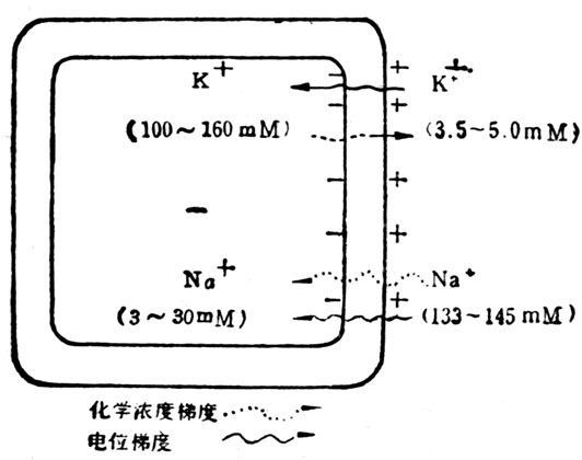 细胞中化学浓度梯度和电位梯度 