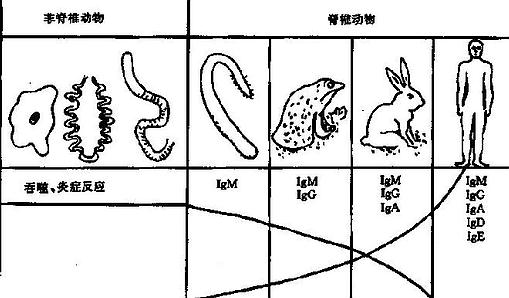 免疫应答的种系进化示意图