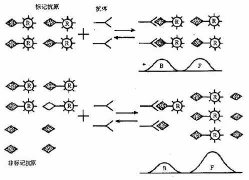 放射免疫分析原理示意图