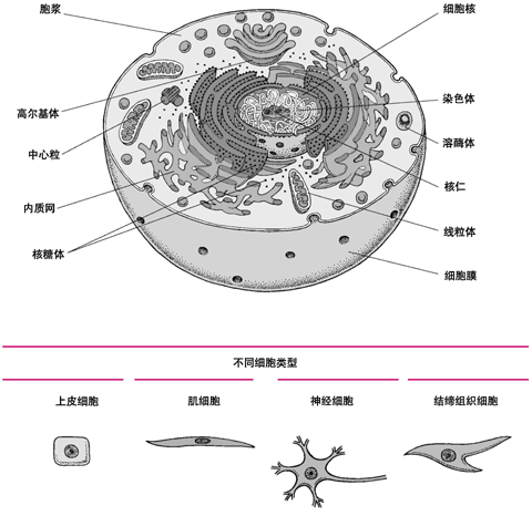 细胞内部结构