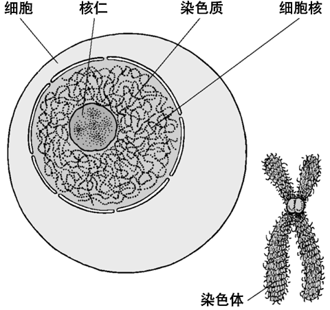 DNA结构