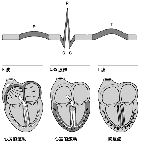 各波群的意义