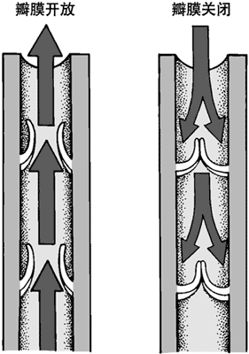 静脉中的单向瓣膜