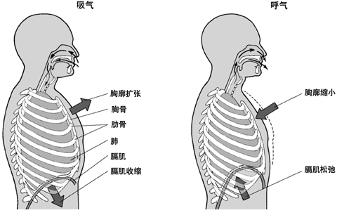 膈肌在呼吸过程中的作用