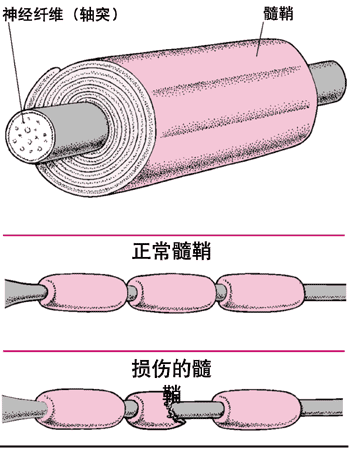 神经纤维与髓鞘