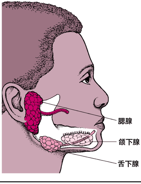 涎腺