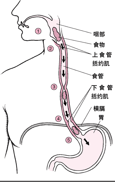 食管是如何工作的