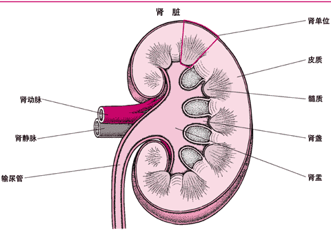 肾脏