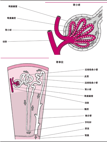 肾小球、肾单位